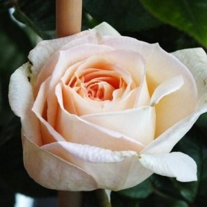 MADAME ANISETTE (hybrid tea)